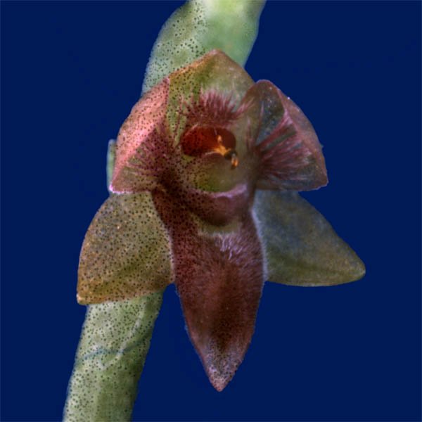 Stellilabium tsipiriense